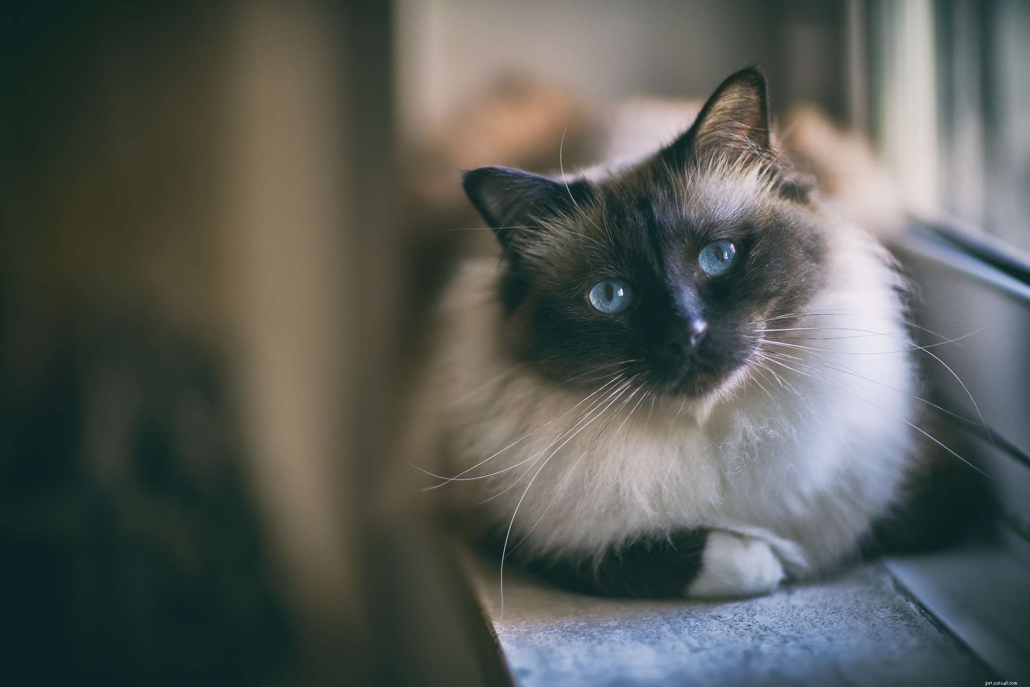10 raças de gatos que são as mais carinhosas