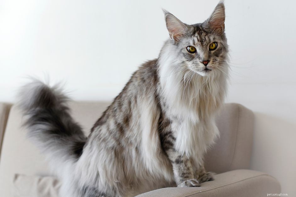 10 крупнейших пород домашних кошек