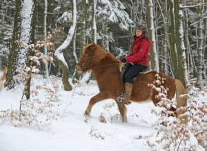 Você é muito grande para o seu cavalo?