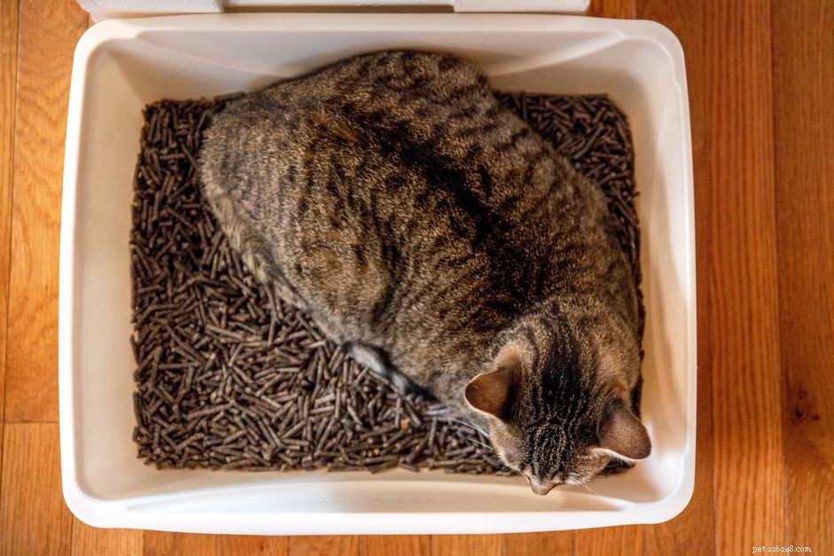 猫がトイレで寝ているのはなぜですか？ 