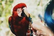 8 migliori tipi di uccelli parlanti