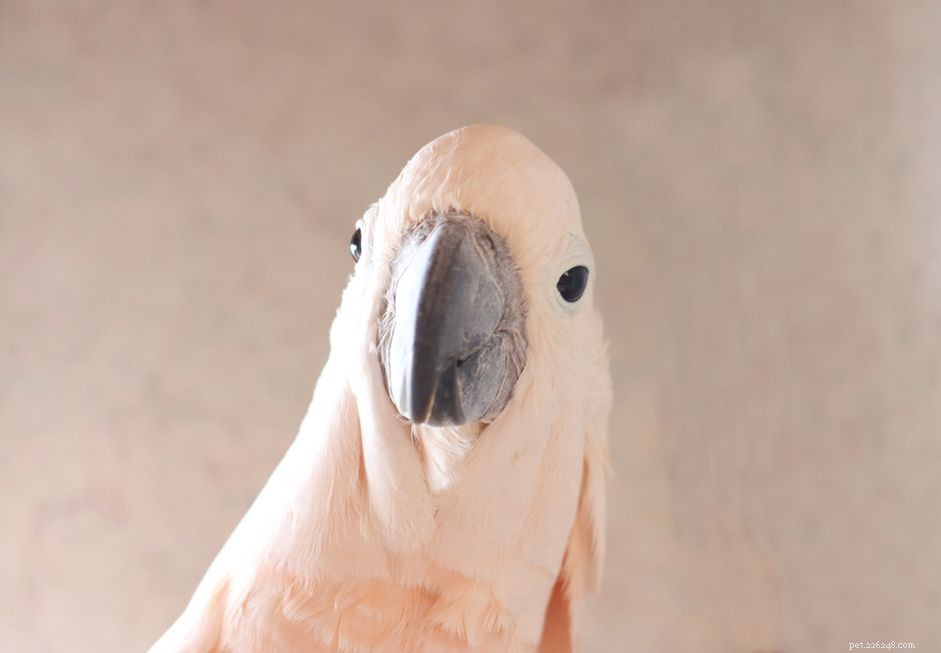 8 melhores tipos de pássaros de estimação falantes