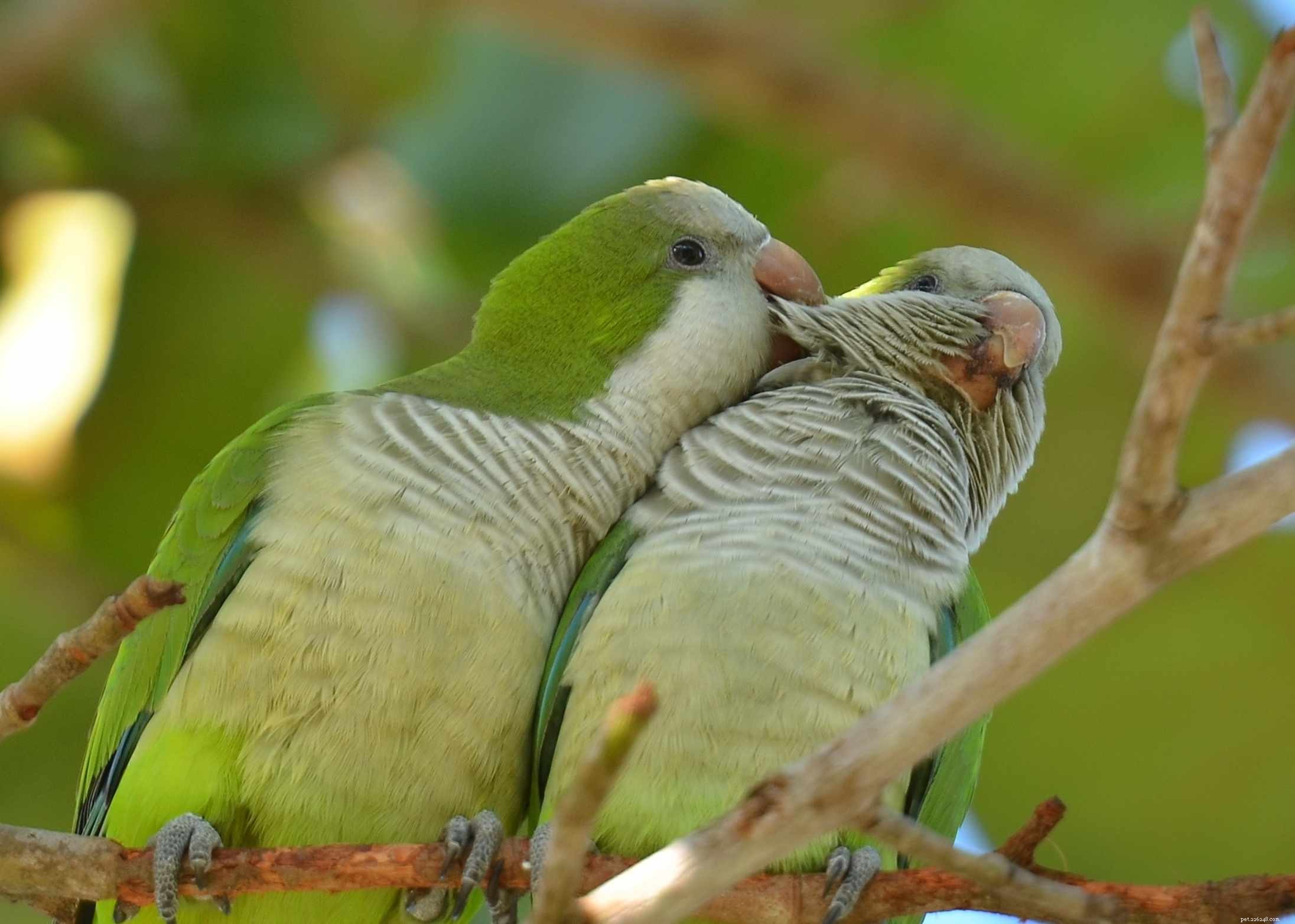 8 bästa typerna av talande husdjursfåglar