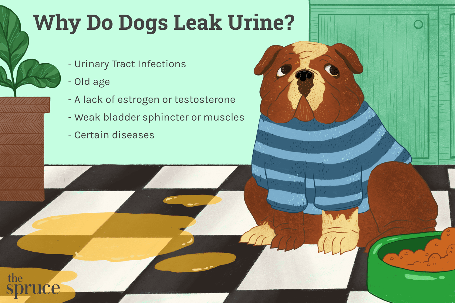 Läckande urin hos hundar