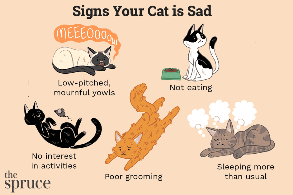 Is je kat verdrietig? Tekenen en oorzaken van depressie bij katten
