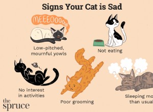 Je vaše kočka smutná? Známky a příčiny deprese koček