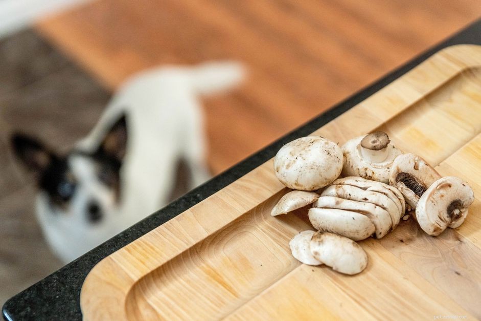 Můžou psi jíst houby?