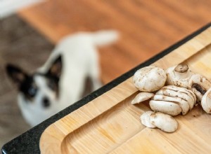 개는 버섯을 먹을 수 있습니까?