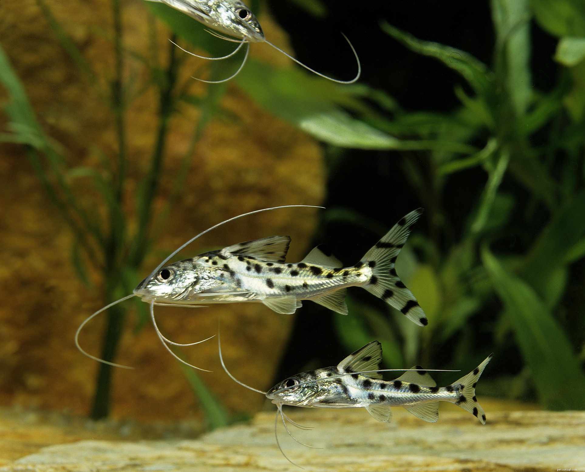 11 principais espécies de peixe-gato para seu aquário