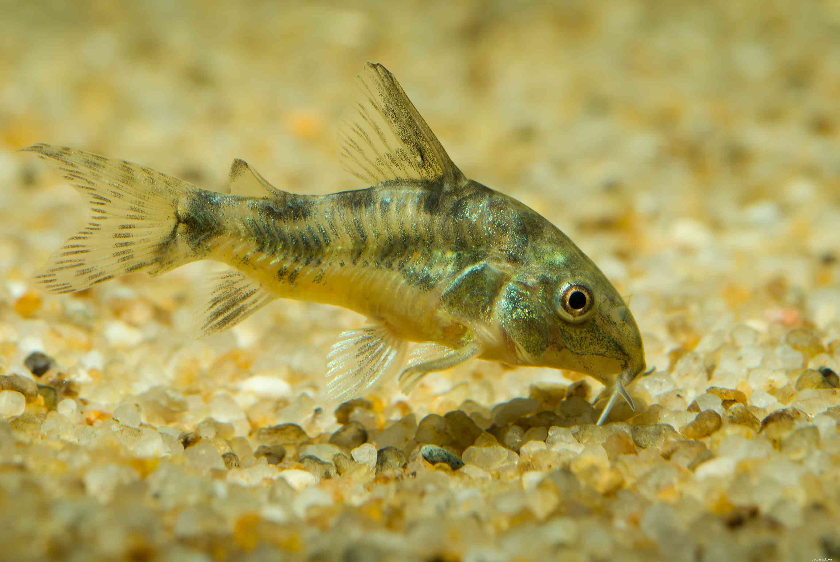 11 migliori specie di pesce gatto per il tuo acquario