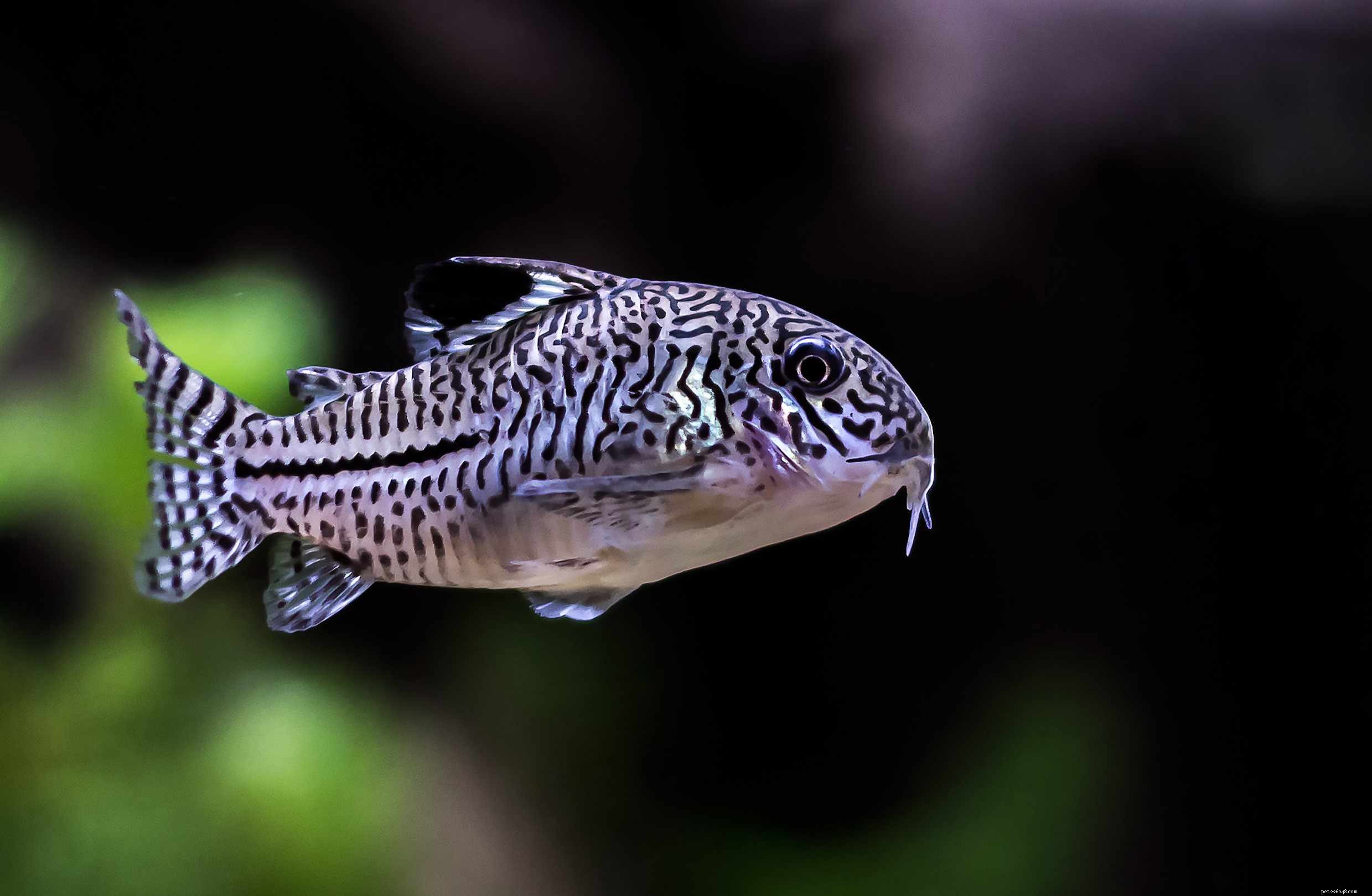 11 meilleures espèces de poisson-chat pour votre aquarium