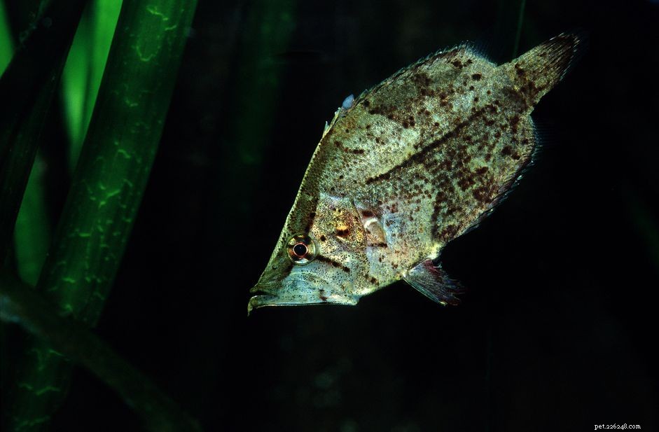 Perfil de espécies de peixes-folha da América do Sul