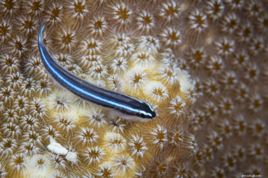 Profilo delle specie di pesci ghiozzo neon