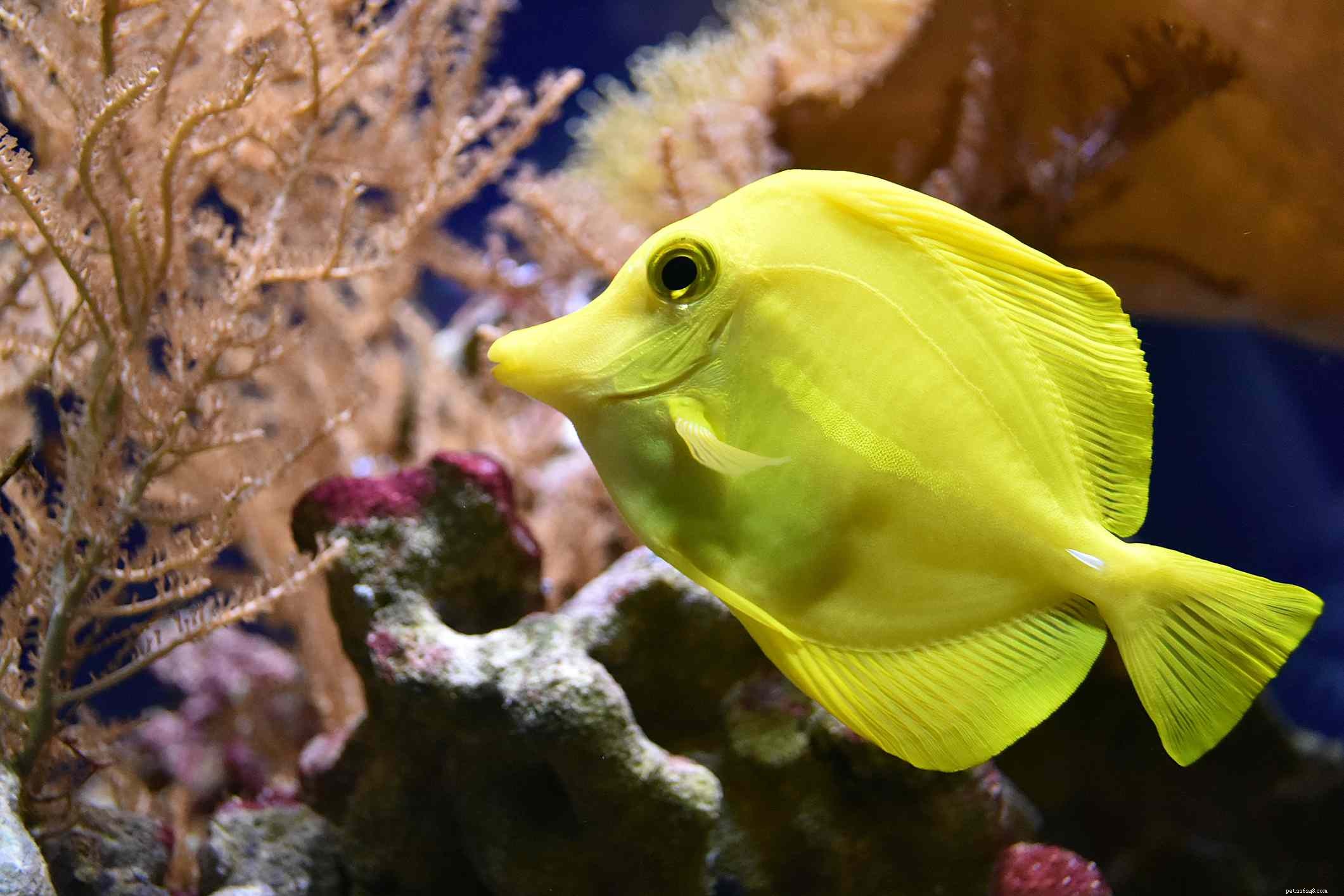 Neon Goby Fish Art Profile