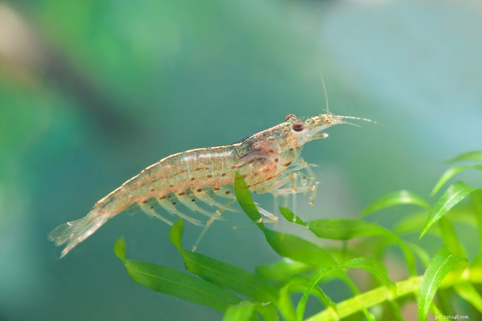 Amano Shrimp Species Profile