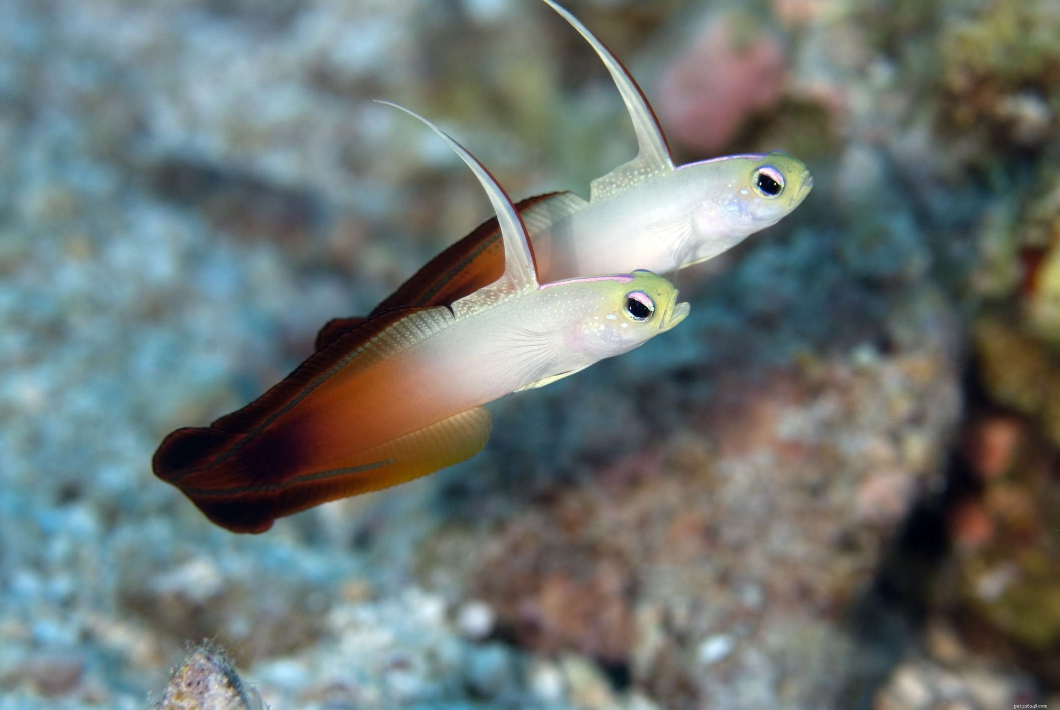 Profilo delle specie di pesci ghiozzo neon