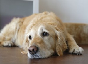 犬のシャーガス病 