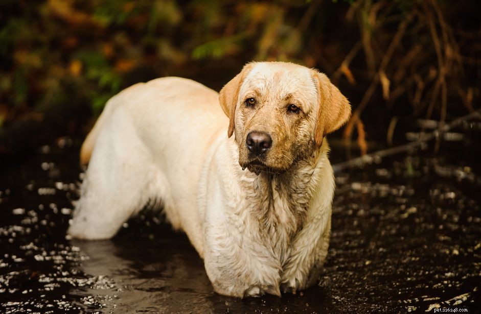 Pytios (vattenmögelinfektion) hos hundar