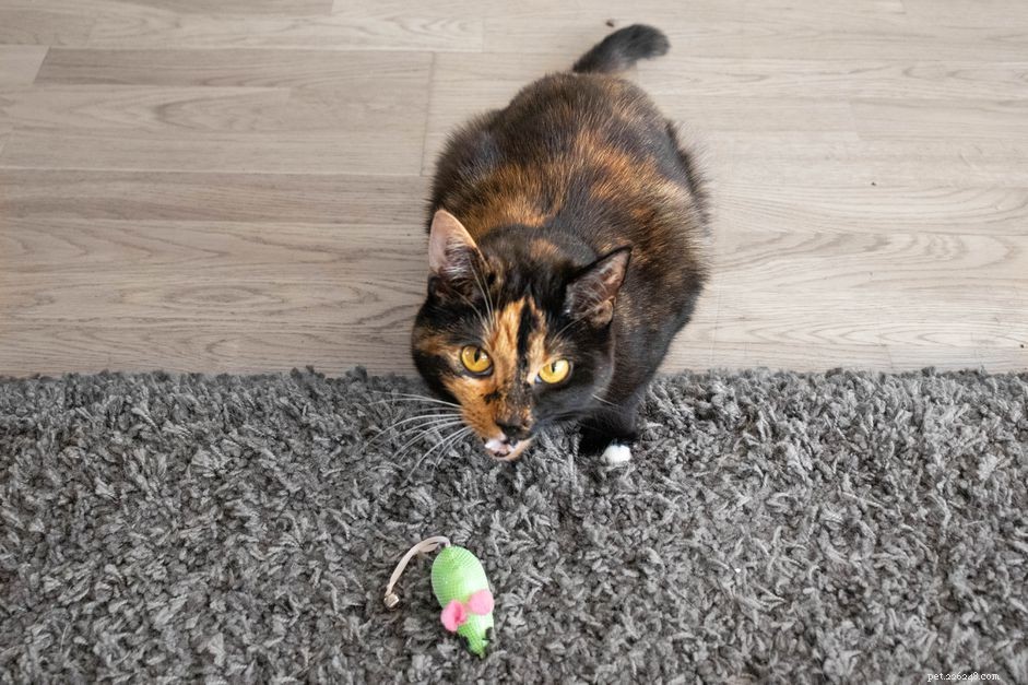 Por que os gatos trazem presentes de animais mortos para seus donos?