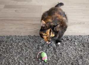 고양이가 주인에게 죽은 동물의 선물을 가져오는 이유는 무엇입니까?