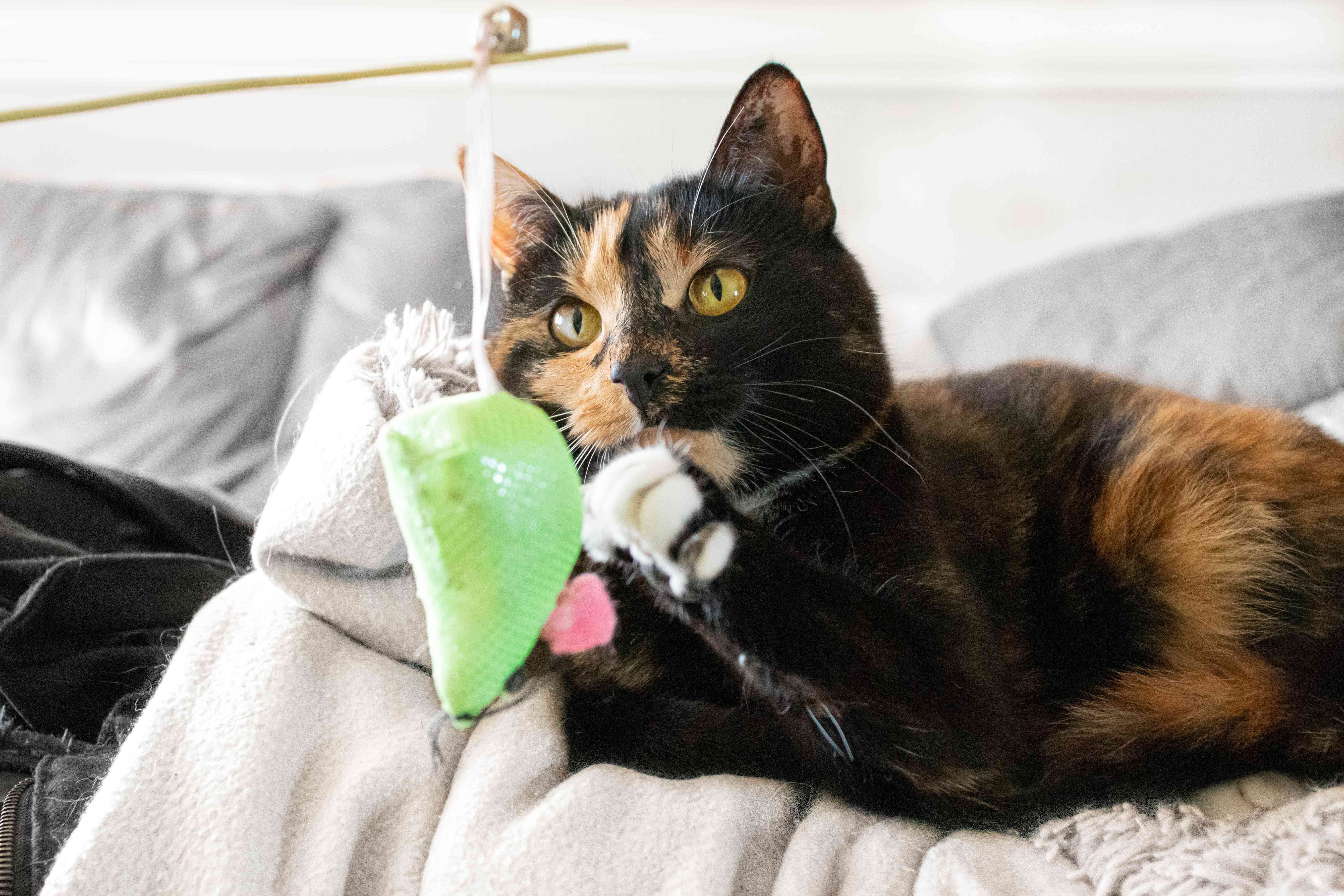Waarom brengen katten hun baasjes geschenken van dode dieren mee?