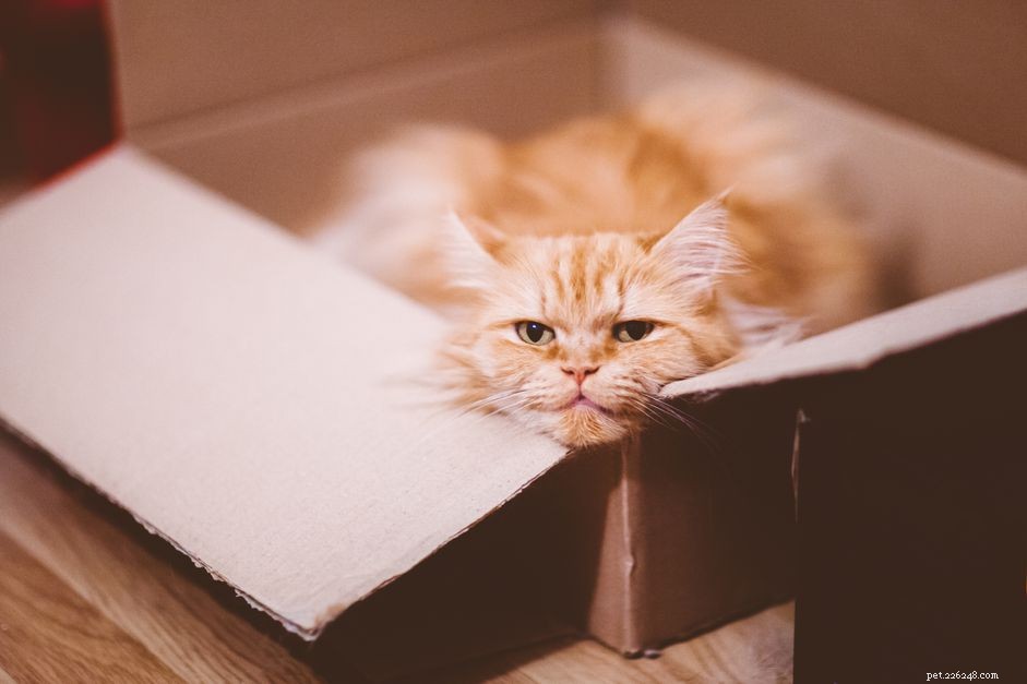 Proč mají kočky rády krabice?