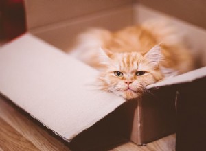 Proč mají kočky rády krabice?