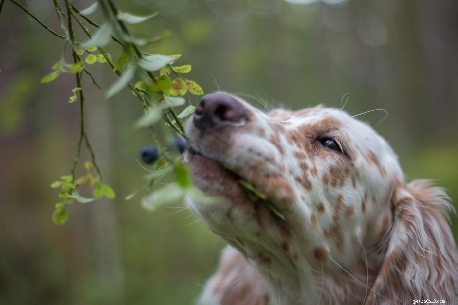 Kunnen honden bosbessen eten?