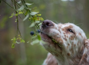 Můžou psi jíst borůvky?