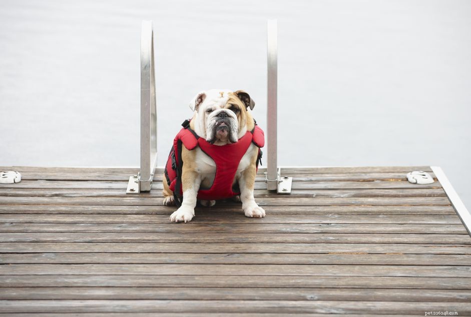 Potřebují psi záchranné vesty, aby mohli plavat?