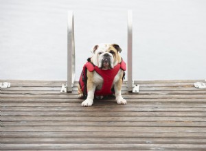 Potřebují psi záchranné vesty, aby mohli plavat?