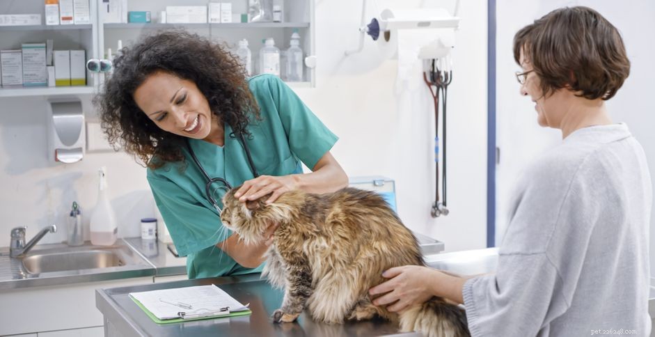 Como tratar a meningite em gatos
