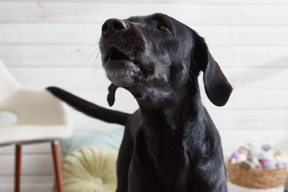 Hoe u uw hond leert spreken of stil te zijn