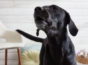 Como treinar seu cão a falar ou ficar quieto