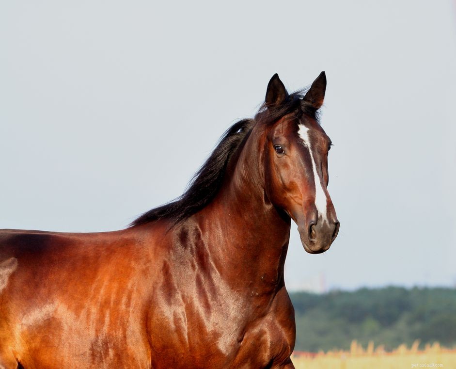 Trakehner-paard:rasprofiel
