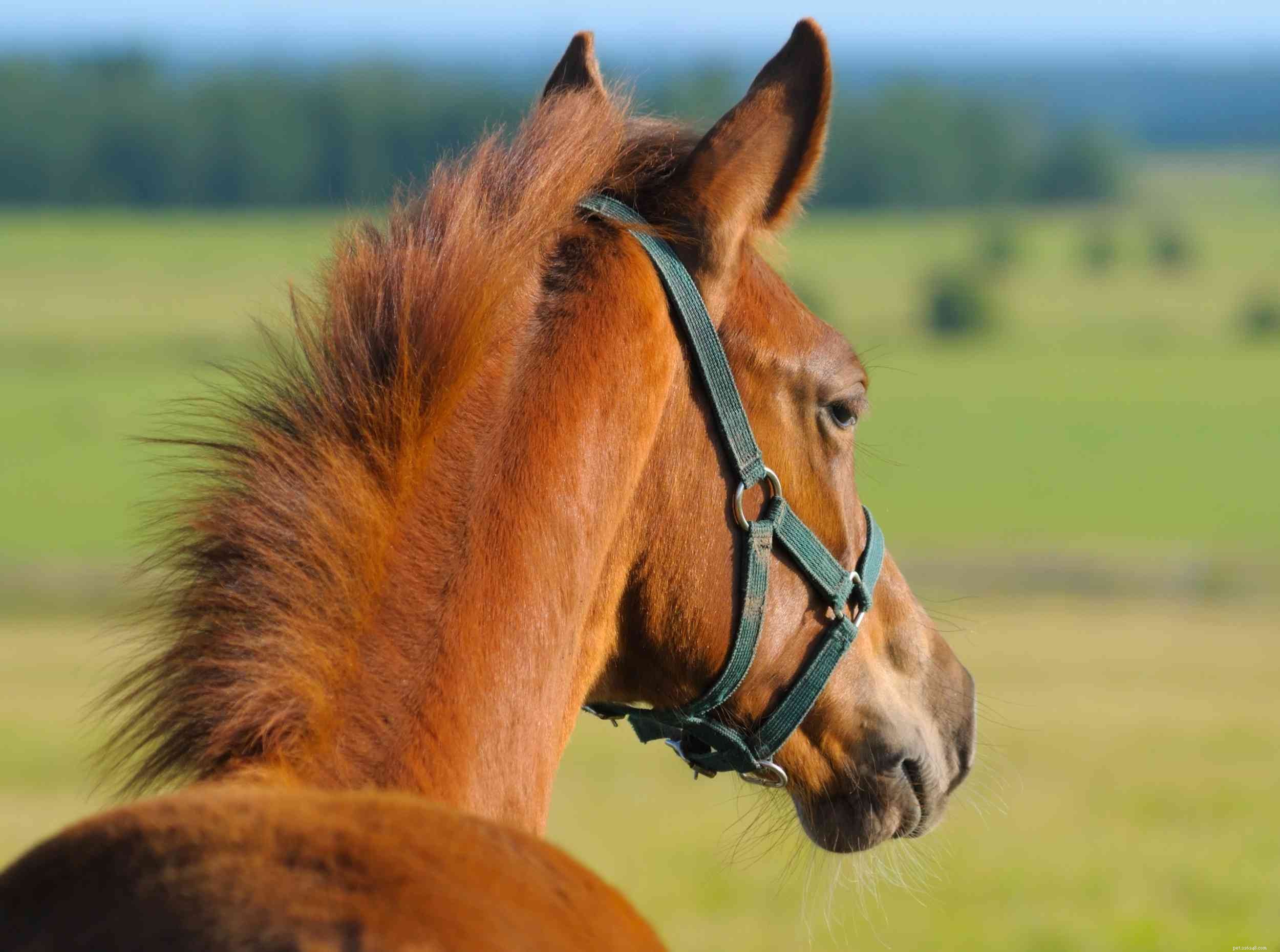 Тракененская лошадь:профиль породы