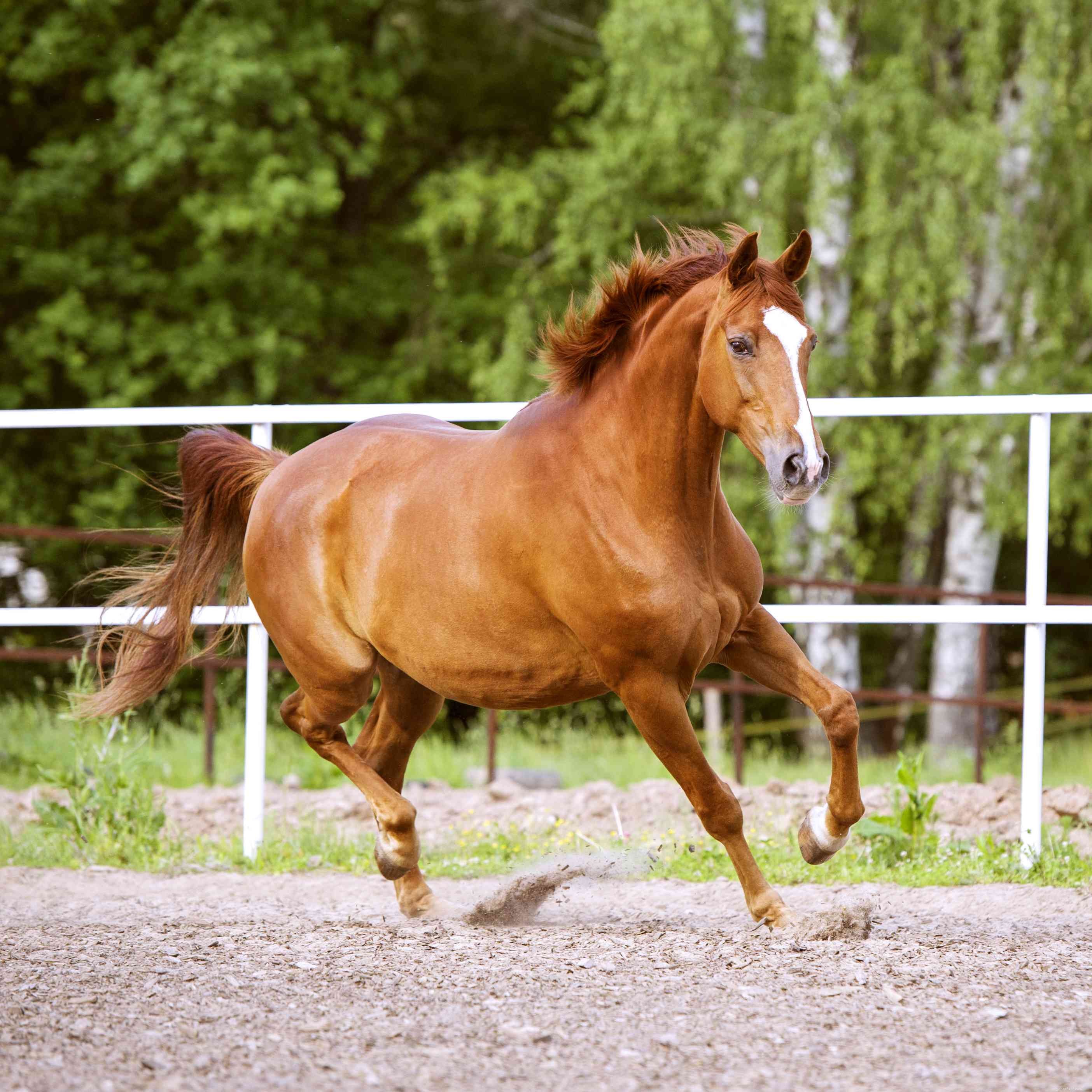 Тракененская лошадь:профиль породы