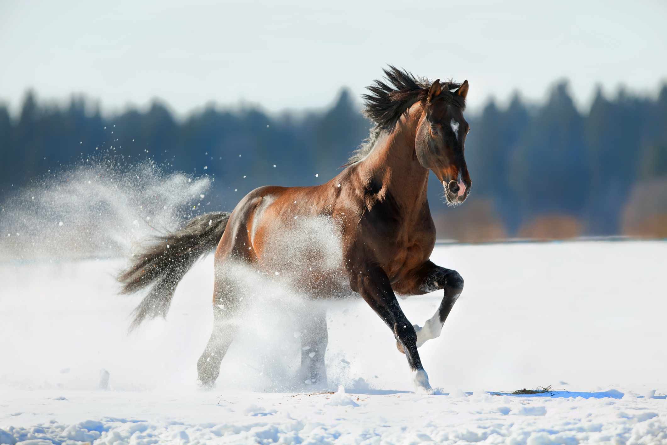 Cavalo Trakehner:Perfil da raça