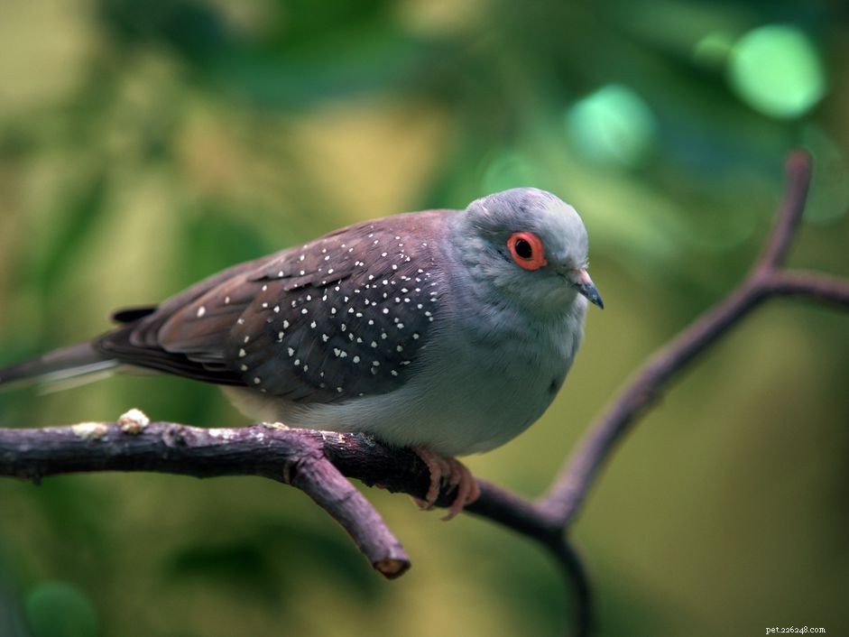 Diamond Dove Species Profile