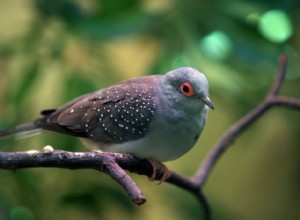 Diamond Dove Species Profile