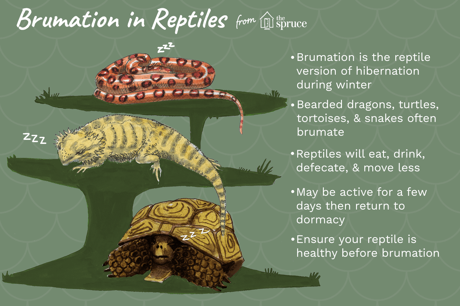 Période de dormance de la brumation chez les reptiles