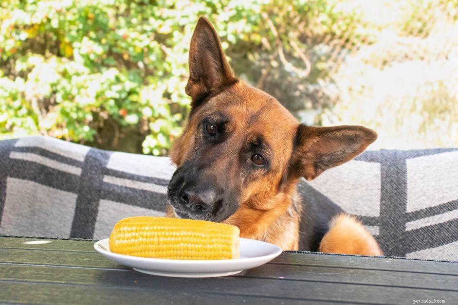Kan hundar äta majskolvar?