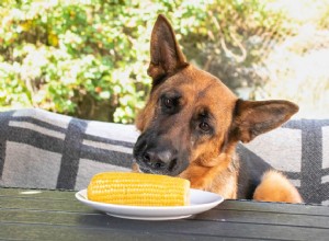 Могут ли собаки есть кукурузу в початках?