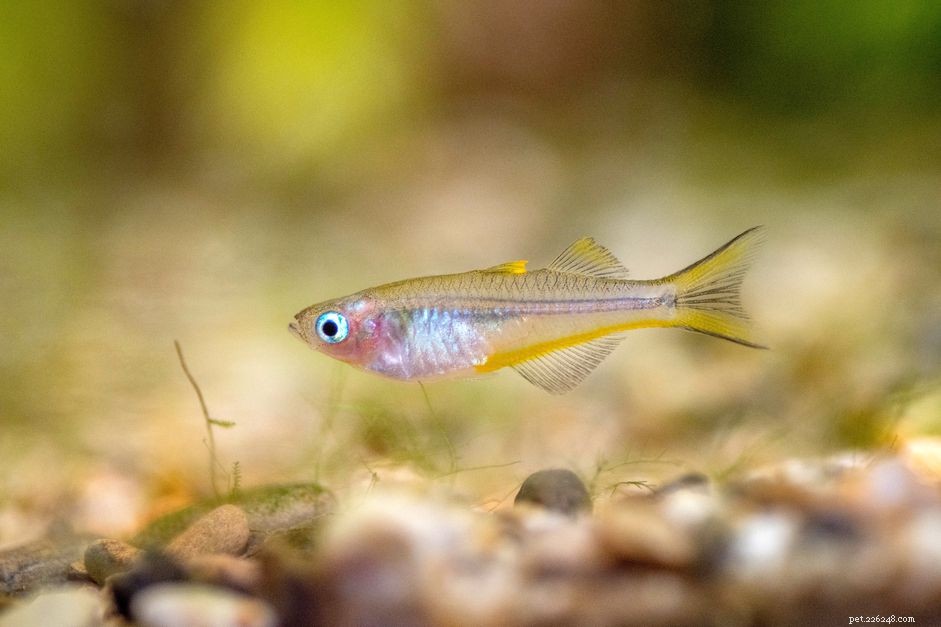 Profilo della specie di pesce arcobaleno dalla coda biforcuta