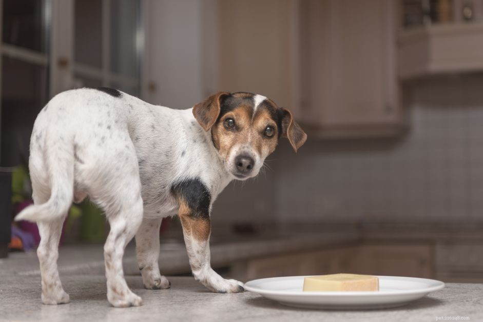 Les chiens peuvent-ils manger du parmesan ?