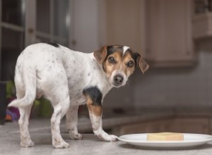 Mohou psi jíst parmazán?