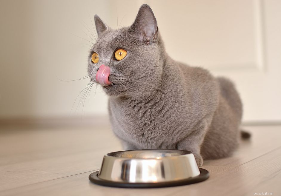 Beste kattenvoer voor diabetici en voedingstips