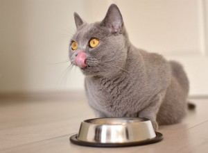 Лучшие корма для кошек с диабетом и советы по кормлению