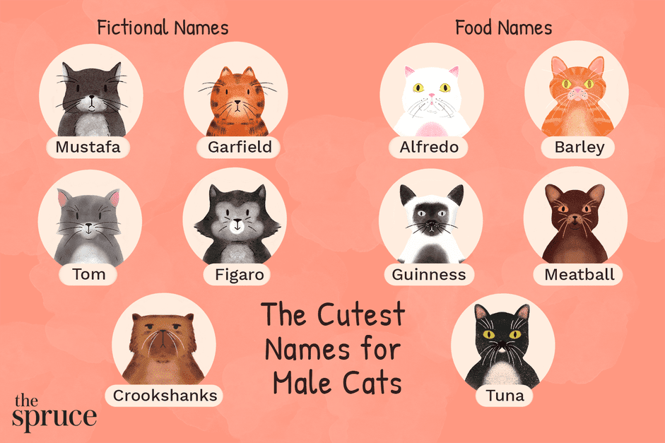 48 roztomilých jmen pro kočky