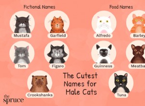 48 милых имен для кошек
